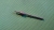 VOKI MOTOR BRUSH RADIUS DIAMOND TOOL ON SHAFT 2 mm, Ø4.8 mm - #039